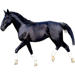 Maremmana Horse