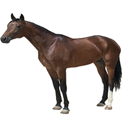 Metis Trotter Horse
