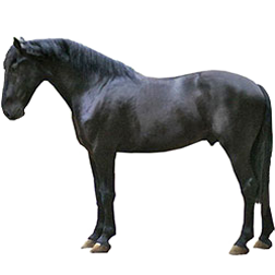 Murgese Horse