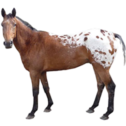 Nez Perce Horse