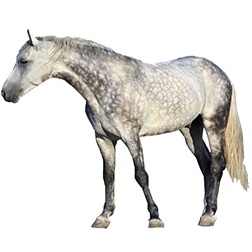Orlov Trotter Horse