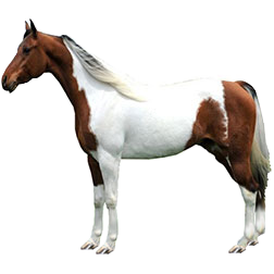 Pleven Horse