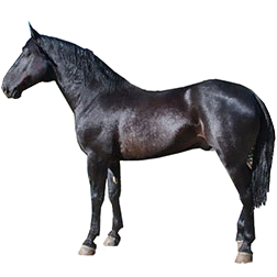 San Fratello Horse