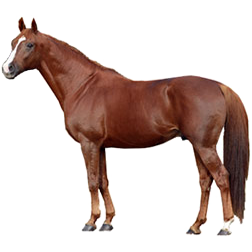Sardinian Horse