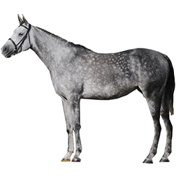 Shagya Arabian Horse