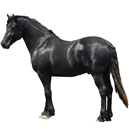 Spanish Norman Horse