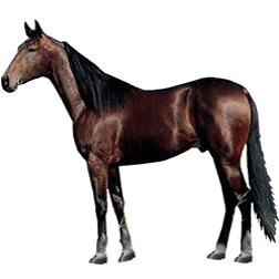 Standardbred Horse