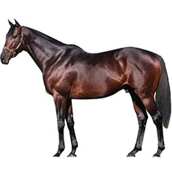 Thoroughbred Horse