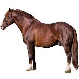 Tori Horse