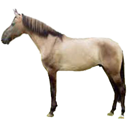 Uzunyayla Horse