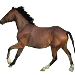 Ventasso Horse