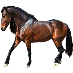 Warlander Horse