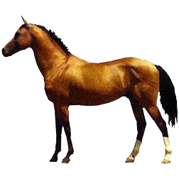 Xilingol Horse