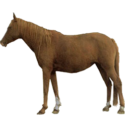 Yili Horse