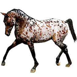 Ara-loosa Horse