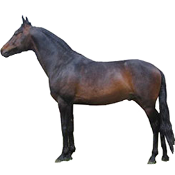 Morab Horse