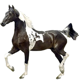 National Show Horse
