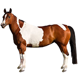 Quarab Horse