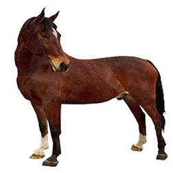 Renai Horse
