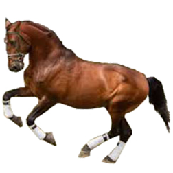 Alter Real Horse