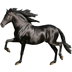 Andalusian Horse