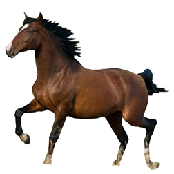 Azteca Horse