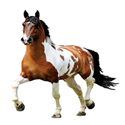 Campolina Horse