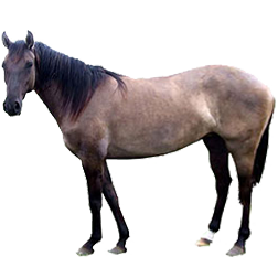 Carolina Marsh Tacky Horse