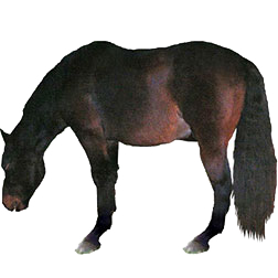 Castilian Horse