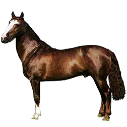 Chilean Corralero Horse