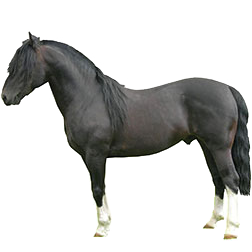 Chilean Horse