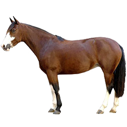 Criollo Horse