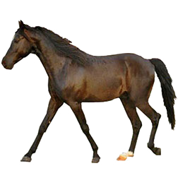 Florida Cracker Horse