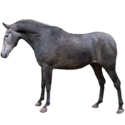 Hispano Arab Horse