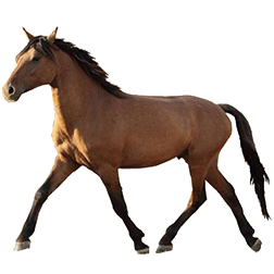 Kiger Mustang Horse