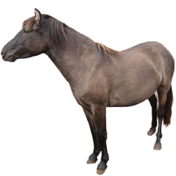 Lac La Croix Indian Pony