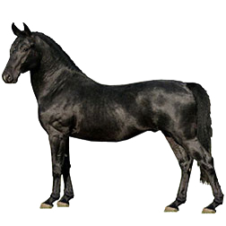 Lippizzaner Horse