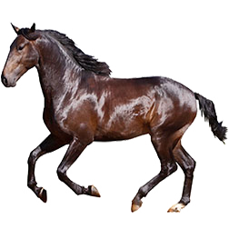 Lusitano Horse