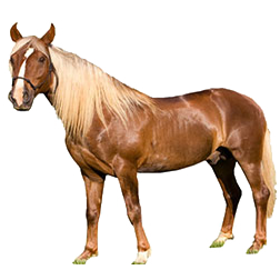 Mangalarga Marchador Horse