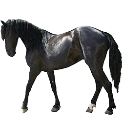 Menoquin Horse