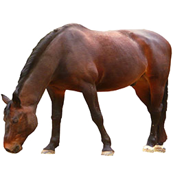 Moyle Horse