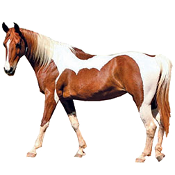 Pampa Horse