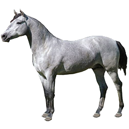 Pantanerio Horse