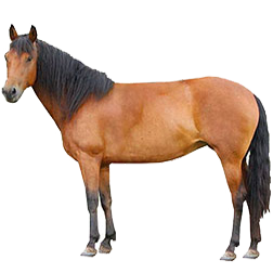 Paso Fino Horse