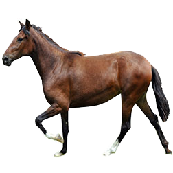 Peruvian Paso Horse