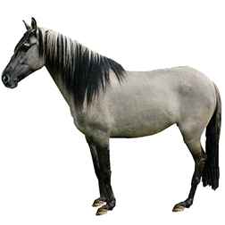 Sorraia Horse