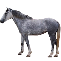 Spanish Barb Horse