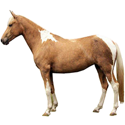 Spanish Jennet Horse