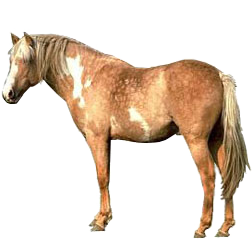 Spanish Mustang Horse