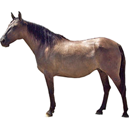 Spanish Sulpher Horse